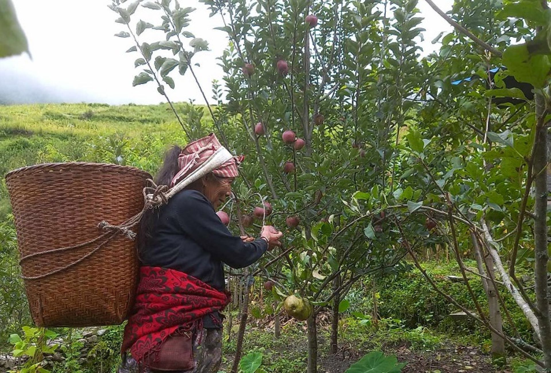 बजार अभावले बारीमै थन्कियो तिप्लिङको स्याउ 